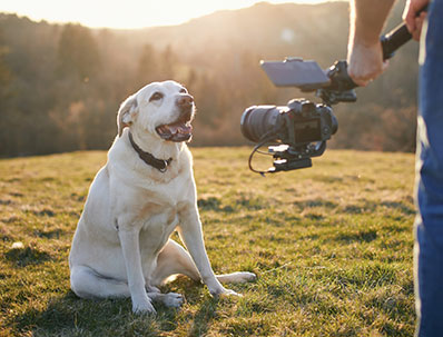 Professional Pet Photography Services in San Mateo CA